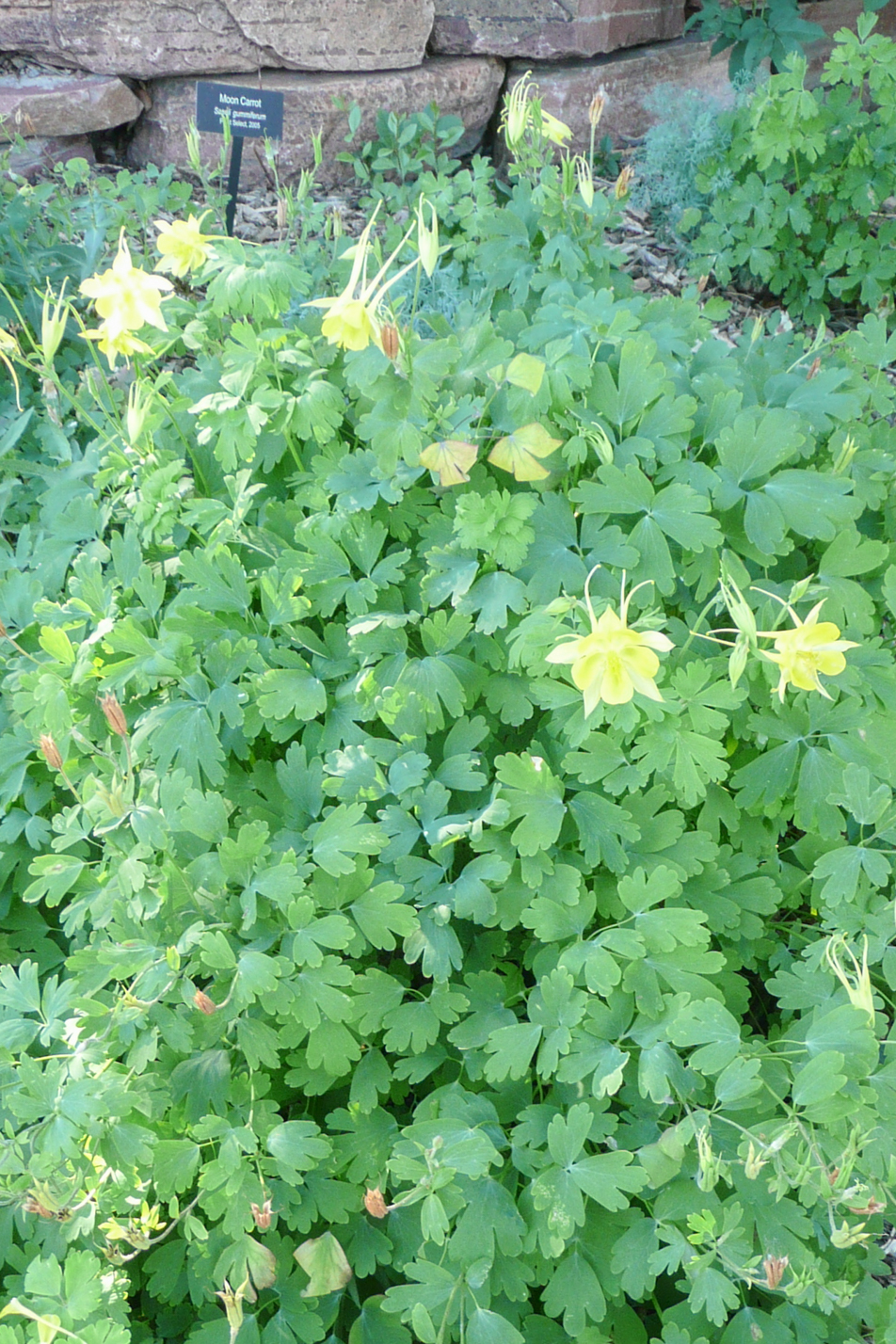 Denver Gold Columbine